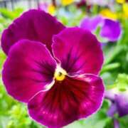 ヒメ日記 2025/12/27 07:15 投稿 三原 さゆり ベストマダム