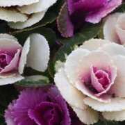 ヒメ日記 2025/12/30 08:00 投稿 三原 さゆり ベストマダム