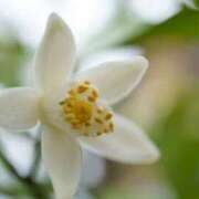 ヒメ日記 2025/12/31 07:15 投稿 三原 さゆり ベストマダム