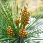 ヒメ日記 2026/01/03 07:15 投稿 三原 さゆり ベストマダム