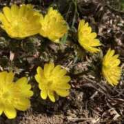 ヒメ日記 2026/01/04 07:15 投稿 三原 さゆり ベストマダム