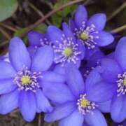 ヒメ日記 2026/01/05 07:15 投稿 三原 さゆり ベストマダム