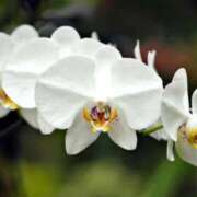 ヒメ日記 2026/01/06 07:15 投稿 三原 さゆり ベストマダム