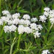 ヒメ日記 2026/01/07 07:15 投稿 三原 さゆり ベストマダム