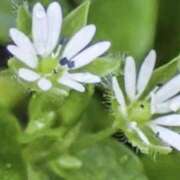 ヒメ日記 2026/01/09 07:15 投稿 三原 さゆり ベストマダム