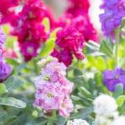 ヒメ日記 2026/01/10 07:15 投稿 三原 さゆり ベストマダム