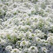 ヒメ日記 2026/01/12 07:15 投稿 三原 さゆり ベストマダム