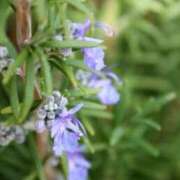 ヒメ日記 2026/01/13 07:15 投稿 三原 さゆり ベストマダム