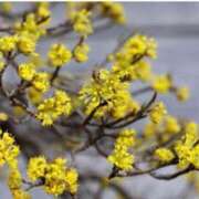 ヒメ日記 2026/01/18 07:15 投稿 三原 さゆり ベストマダム