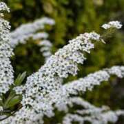 ヒメ日記 2026/01/19 07:15 投稿 三原 さゆり ベストマダム