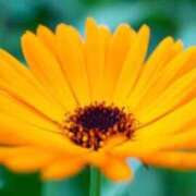 ヒメ日記 2026/01/20 07:15 投稿 三原 さゆり ベストマダム