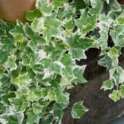 三原 さゆり 今日の誕生花 ベストマダム