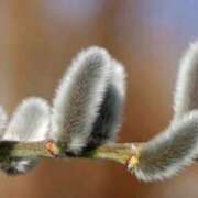 ヒメ日記 2026/01/23 07:15 投稿 三原 さゆり ベストマダム