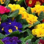 ヒメ日記 2026/01/25 07:15 投稿 三原 さゆり ベストマダム