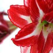 ヒメ日記 2026/01/26 07:15 投稿 三原 さゆり ベストマダム