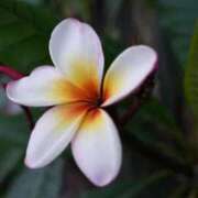 ヒメ日記 2026/01/27 07:15 投稿 三原 さゆり ベストマダム