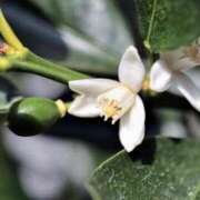 ヒメ日記 2026/01/29 07:15 投稿 三原 さゆり ベストマダム