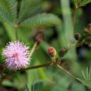 ヒメ日記 2026/01/31 07:15 投稿 三原 さゆり ベストマダム