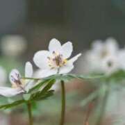 ヒメ日記 2026/02/03 07:15 投稿 三原 さゆり ベストマダム