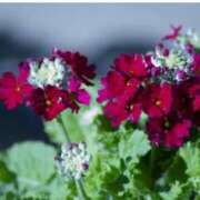 ヒメ日記 2026/02/04 07:15 投稿 三原 さゆり ベストマダム