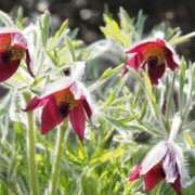 ヒメ日記 2026/02/05 07:15 投稿 三原 さゆり ベストマダム