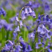 ヒメ日記 2026/02/06 07:15 投稿 三原 さゆり ベストマダム