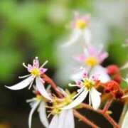 ヒメ日記 2026/02/08 07:15 投稿 三原 さゆり ベストマダム