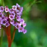 ヒメ日記 2026/02/10 07:15 投稿 三原 さゆり ベストマダム