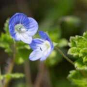 ヒメ日記 2026/02/11 08:15 投稿 三原 さゆり ベストマダム