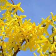 ヒメ日記 2026/02/12 07:15 投稿 三原 さゆり ベストマダム