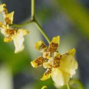 ヒメ日記 2026/02/15 07:15 投稿 三原 さゆり ベストマダム