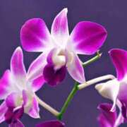 ヒメ日記 2026/02/16 07:15 投稿 三原 さゆり ベストマダム