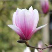 ヒメ日記 2026/02/19 07:15 投稿 三原 さゆり ベストマダム