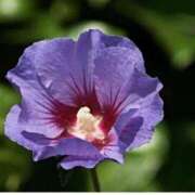 ヒメ日記 2026/02/22 07:15 投稿 三原 さゆり ベストマダム