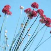 ヒメ日記 2026/03/02 07:15 投稿 三原 さゆり ベストマダム