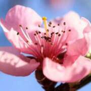 ヒメ日記 2026/03/03 07:15 投稿 三原 さゆり ベストマダム