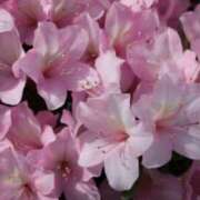 ヒメ日記 2026/03/04 07:15 投稿 三原 さゆり ベストマダム