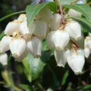 ヒメ日記 2026/03/09 07:15 投稿 三原 さゆり ベストマダム