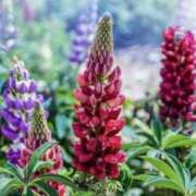 ヒメ日記 2026/03/10 07:30 投稿 三原 さゆり ベストマダム