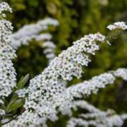 ヒメ日記 2026/03/11 07:15 投稿 三原 さゆり ベストマダム