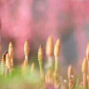 ヒメ日記 2026/03/12 07:15 投稿 三原 さゆり ベストマダム