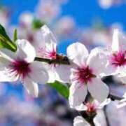 ヒメ日記 2026/03/14 07:15 投稿 三原 さゆり ベストマダム