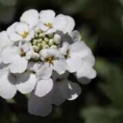 ヒメ日記 2026/03/15 07:15 投稿 三原 さゆり ベストマダム