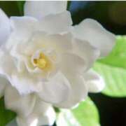 ヒメ日記 2026/03/16 07:15 投稿 三原 さゆり ベストマダム