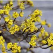 ヒメ日記 2026/03/17 07:15 投稿 三原 さゆり ベストマダム