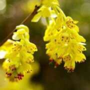 ヒメ日記 2026/03/18 07:15 投稿 三原 さゆり ベストマダム