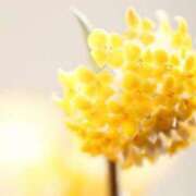 ヒメ日記 2026/03/20 07:15 投稿 三原 さゆり ベストマダム