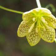 ヒメ日記 2026/03/21 07:15 投稿 三原 さゆり ベストマダム