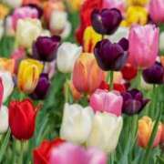 ヒメ日記 2026/03/22 07:15 投稿 三原 さゆり ベストマダム