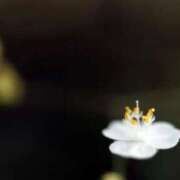 ヒメ日記 2026/03/27 07:15 投稿 三原 さゆり ベストマダム